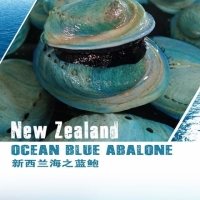 Oceanz新西兰海之蓝鲍1公斤装